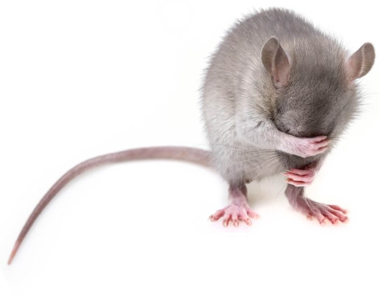 Mouse, a common focus of residential and commercial pest control services